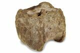 Hadrosaur (Edmontosaurus) Caudal Vertebra - South Dakota #242872-1